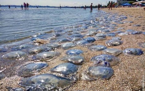 Пляж Одессы атакуют медузы. ФОТО