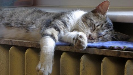 Российский суд оправдал кота, которого владельцы обвинили в срыве пломбы на счетчике