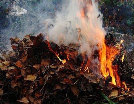 Граждан, сжигающих сухую листву, будут штрафовать