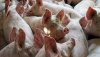 На самой крупной свиноферме в Румынии нашли африканскую чуму свиней