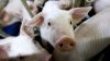 На юге Молдовы выявлены новые очаги африканской чумы свиней